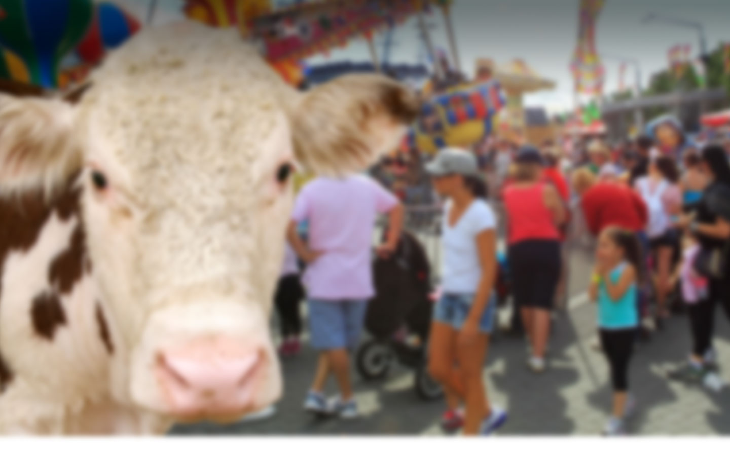 digital marketing campaign for Easter Show Sydney